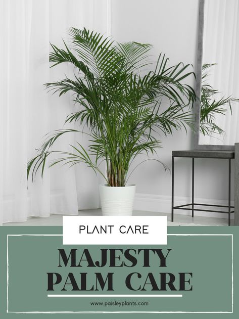 Majesty Palm Care Indoor, Majestic Palm Indoor Care, Majesty Palm Planter Ideas, Parlor Palm Care, Majesty Palm Indoor, Majesty Palm Care, Air Purifier Plants, Indoor Palm Plants, Palm Plant Care