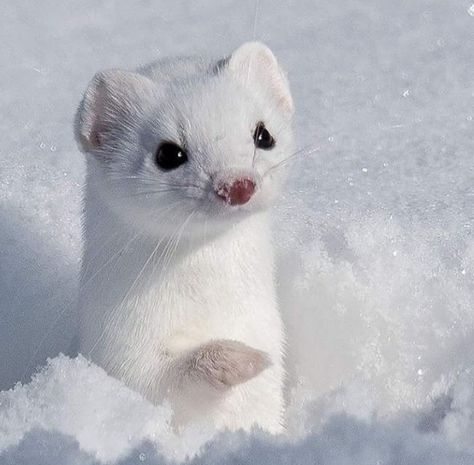 Cute Ferrets, Albino Animals, Risky Business, Pretty Animals, Silly Animals, Cute Wild Animals, Cute Animal Photos, Animal Wallpaper, Cute Creatures