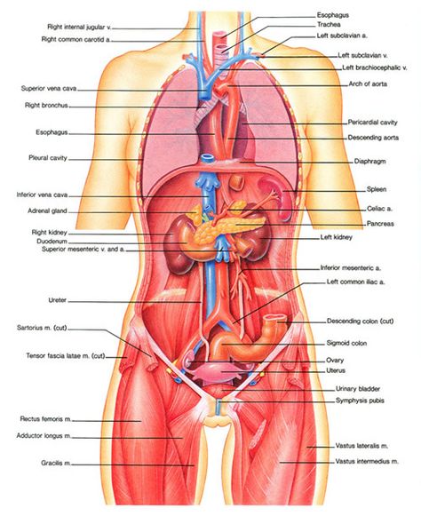 Intro to Anatomy 6: Tissues, Membranes, Organs - Freethought Forum Human Organ Diagram, Human Body Organs Anatomy, Body Organs Diagram, Body Anatomy Organs, Human Anatomy Picture, Human Anatomy Chart, Human Anatomy Female, Human Body Diagram, Picture Of Body