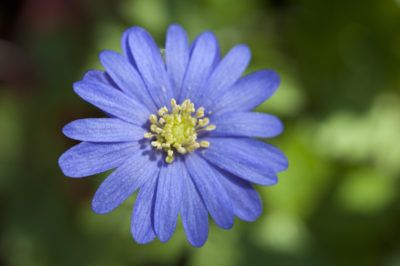 Anemone Windflower, Spring Lawn Care, Pergola Pictures, Growing Grass, Making Plant Pots, Plant Fungus, Garden Types, Ground Cover Plants, Spring Bulbs