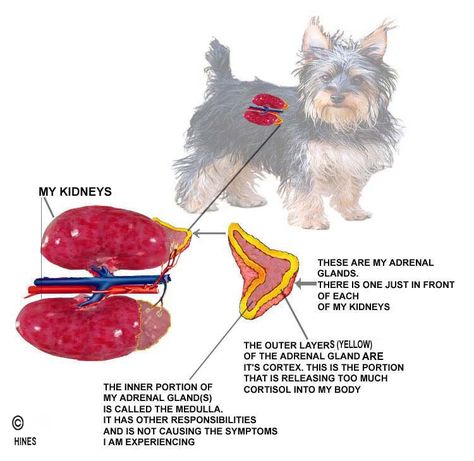 Cushings Disease Dogs, Pituitary Gland Tumor, Health Website, Conditioning Training, Pituitary Gland, 2nd Chance, Animal Health, Base Image, Adrenal Glands