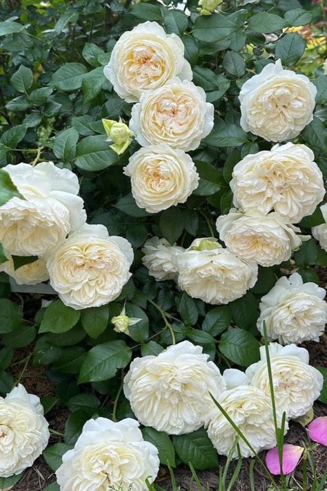 Bolero Rose Bolero Rose Bush, White Rose Garden, Climbing Rose, Bolero Rose, White Climbing Roses, Climbing Flowers, Rose Varieties, Formal Garden, Rose Trees