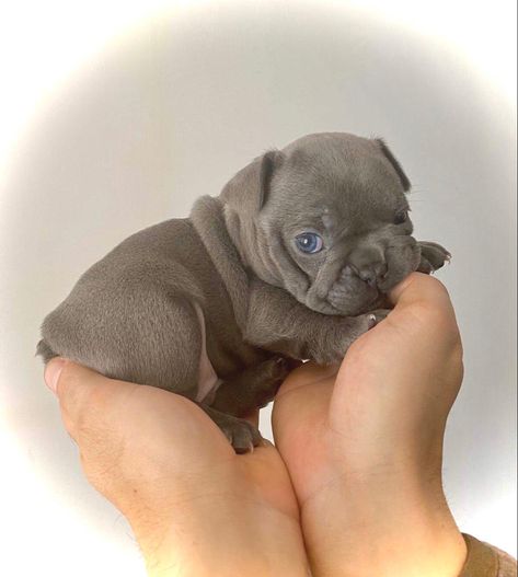 Allevamento I Cuccioli di Carlotta #Bulldogfrancese #bulldogfranceseitalia #frenchbulldog #frenchbulldogs #frenchbulldogpuppy #frenchbulldoglife #frenchbulldogworld  #frenchbulldoglove #frenchbulldoglovers #frenchbulldogpuppies #frenchbullsogofinstagram Lilac French Bulldog, Puppy Videos, Toy Poodle Puppies, Bulldog Francese, Cute Little Puppies, Poodle Puppy, French Bulldog Puppies