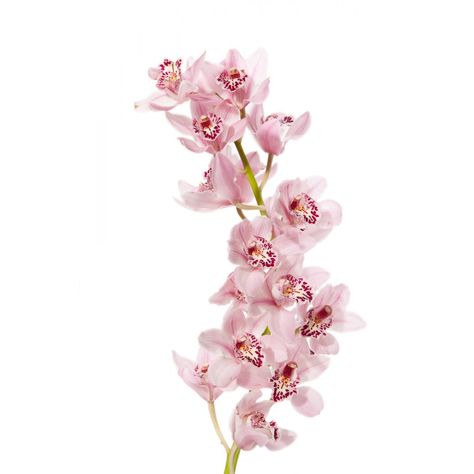 Pink Mini Cymbidium Orchids: all year $$$$ Flower Icons, Light Pink Flowers, English Cottage Garden, Cymbidium Orchids, Pink Aura, Nothing But Flowers, Pink Orchids, No Rain, Flower Therapy