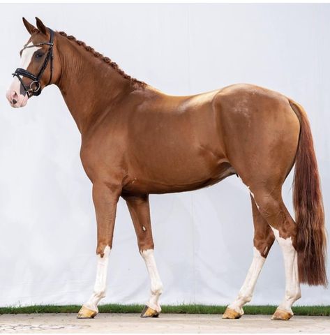 Horse Action Pose, Horse Refrence Pose, Horse Full Body Photo, Horse Reference Photos, Horse Side View, Hanoverian Horses, Horses Standing, Horse Playing, Chestnut Horses