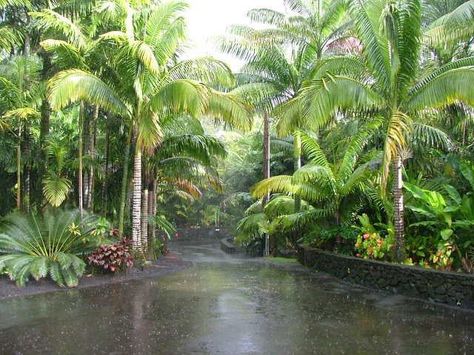 Tropical Landscape - Emphasis on Palm Trees, Cycads and Companion Plants Zen Backyard, Tropical Landscape Design, Urban Backyard, Tropical Garden Design, Backyard Garden Layout, Front Garden Landscape, Tropical Backyard, Small Backyard Gardens, Backyard Garden Design