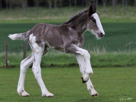 Black Clydesdale, Clydesdale Foal, Filly Horse, Budweiser Horses, Brindle Horse, Horse Species, Hay Farm, Shire Horses, Clydesdale Horse