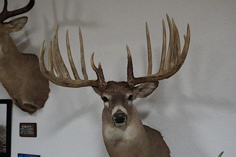 Buck Antlers, Shed Antlers, Wide Open Spaces, They Left, Knife Handle, World Record, Knife Handles, Open Spaces, Cut Up