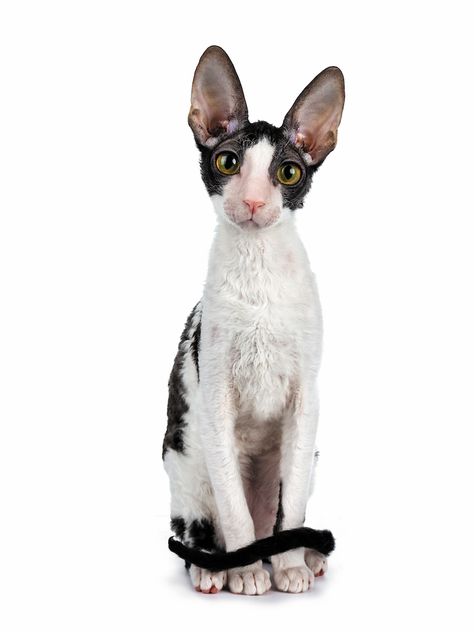 Cornish Rex - Catster Cornish Rex Cats, Cornish Rex Kitten, Small Cat Breeds, Werewolf Cat, Turkish Angora Cat, Birman Cat, Cornish Rex, Rex Cat, Cute Cat Breeds