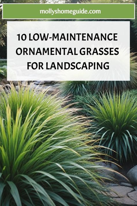 Looking to enhance your landscape design with the best ornamental grasses for landscaping? Ornamental grasses can add texture, movement, and beauty to your outdoor space. Whether you are interested in non-invasive grasses or ornamental tall grasses for landscaping, there are many options available to suit your needs.  Consider incorporating ornamental grasses for shade if you have a darker area in your yard. These versatile plants can thrive even in low maintenance yards and complement other com Ornamental Grass Front Yard, Maiden Grass Landscaping Ideas, Landscaping South Carolina, Ornamental Grass Landscape Design, Monkey Grass Landscaping, Grass Plants Landscaping, Decorative Grass Landscaping, Ornamental Grasses Full Sun, Landscaping Ornamental Grasses