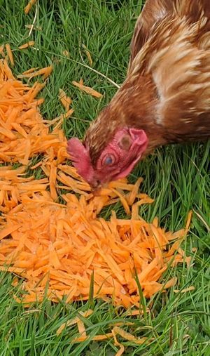 Can Chickens Eat Carrots, Eating Raw Garlic, Raising Chicks, Cream Of Wheat, Carrot Greens, Raw Carrots, Chicken Eating, Raising Backyard Chickens, Raw Garlic