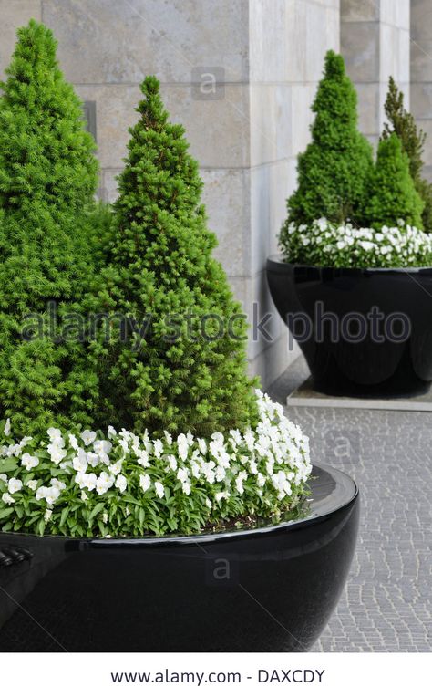 Dwarf Alberta spruce (Picea glauca 'Conica') and violets (Viola) Stock Evergreen Planters, Picea Glauca, Front Door Plants, Alberta Spruce, Fall Container Gardens, Evergreen Trees, Container Flowers, Front House Landscaping, Outdoor Planters