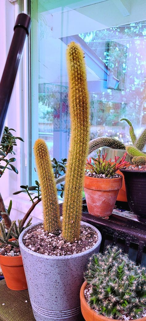 Monkey Tail Cactus, Rat Tail Cactus, Silver Torch Cactus, Golden Rat Tail Cactus, Rat Tail, Opuntia Basilaris, Hylocereus Undatus, Green Thumb, Trees To Plant