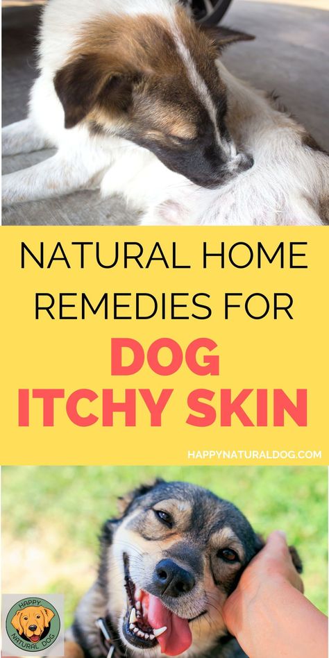 Does your dog have miserably itchy skin? Are their eyes, paws, or ears red and irritated? These natural home remedies for dog skin allergies will help you treat the symptoms plus eliminate the root cause. Itchy Dog Skin, English Bulldog Care, Dog Dry Skin, Dog Tear Stains, Dog Skin Problem, Wrinkle Dogs, Dog Skin Care, Itchy Dog, Health Care Tips