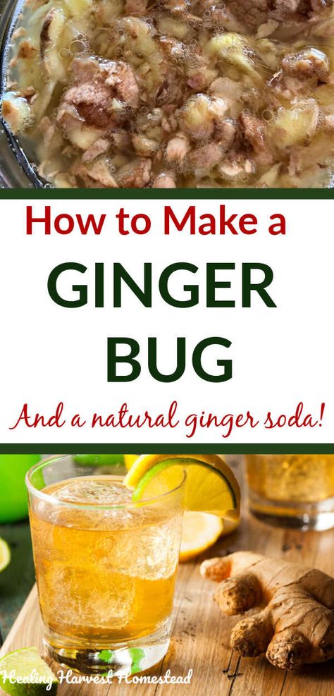 What is a Ginger Bug, and How Do You Make One? (Plus, Ways to Use It) — All Posts Healing Harvest Homestead Diy Ginger Ale How To Make, Making Soda At Home, Gingerbug Soda Recipes, How To Make Ginger Ale, Gingerbug Soda, Ginger Bug Recipe, Gingerale Recipes, Ginger Bug Soda Recipes, Ginger Bug Soda