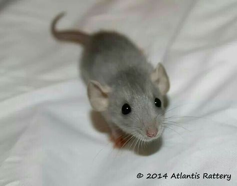 Russian Silver Dumbo Dwarf Rat Eastern Grey Kangaroo, Grey Mouse, Baby Rats, Red Eyed Tree Frog, Russian Blue Cat, Cute Rats, Mouse Rat, Gerbil, Pet Rats