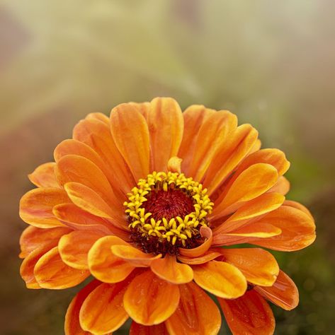 orange flowers zinnia Orange Flower Names, Orange Zinnia, Types Of Oranges, Plant Kingdom, Flower Dance, Plant Tags, Flower Names, Replant, Growing Seeds