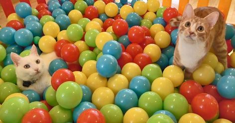 What Happens When Two Cats Are Put In A Ball Pit With 500 Balls (Video) Jumping Cat, Baby Ball Pit, Cute Pixie Cuts, Ball Pool, Cat Ball, Bird Gif, Two Cats, Ball Pit, Cute Cat Gif