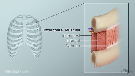 intercostal muscle anatomy Intercostal Muscles, Muscles Of The Upper Extremities, Lumbar Spine Anatomy, Levator Scapulae Stretch, Back Extension Exercises, Intercostal Muscle Strain, Back Strain, Cat Cow Pose, Upper Back Muscles