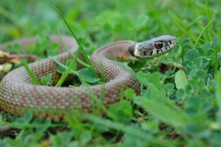 Dealing With Snakes - Not every species of #snake is venomous, but for some it’s hard to tell apart them apart from the less harmless type. If you’re unsure, contact a #wildlife_removal professional straightaway. Snake Repellant, Getting Rid Of Raccoons, Slugs In Garden, Garden Snakes, Organic Insecticide, Organic Pesticide, Garden Pest Control, Insect Control, Animal Control