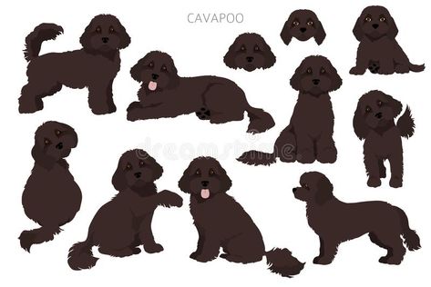 Cavapoo Dogs, Different Poses, Free Illustration, Dog Illustration, Matching Tattoos, Mixed Breed, Free Illustrations, Color Set, Painting Ideas