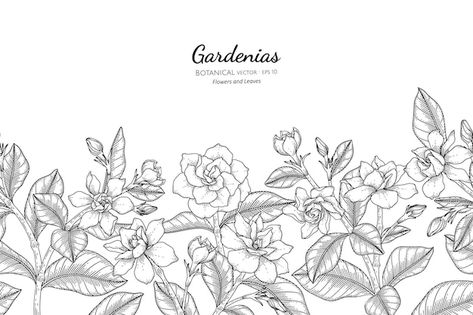 Gardenias Flower, Gardenia Plant, Plant Vector, Haifa, Stationery Templates, Business Card Maker, Card Banner, Presentation Template Free, Poster Invitation