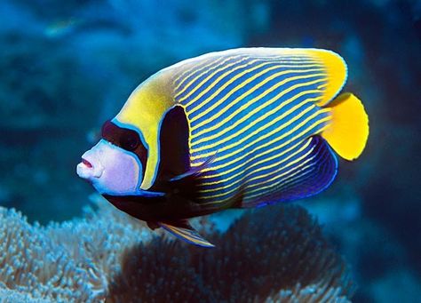 Salt water fish Emperor Angel Fish Sealife #LIFECommunity #Favorites From Pin Board #17 Water Angel, Best Aquarium Fish, Reef Fish, Beneath The Sea, Salt Water Fish, Freshwater Aquarium Fish, Fishing Pictures, Saltwater Tank, Beautiful Sea Creatures