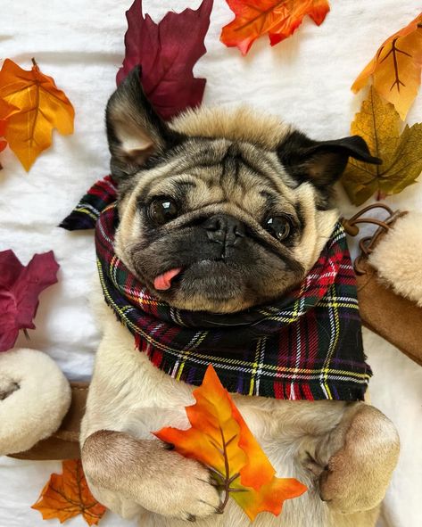 Doug The Pug (@itsdougthepug) on Threads Happy First Day Of Fall, Doug The Pug, First Day Of Fall, Happy Go Lucky, We Go Together, A Clown, The Pug, Pug Lover, Pug Life