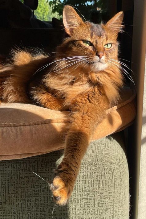 Somali cat wishes everybody a happy Sunday Somali Cat Red, Somali Cat Aesthetic, Samoli Cats, Somali Cats, Chester Cat, Somali Cat, James Marriott, All Cat Breeds, Lovely Sunday