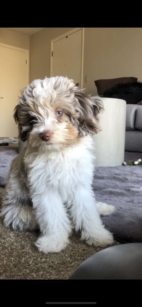 Puppy, mini Aussiedoodle Puppy Nursery, Mini Aussie, Short Videos, Nursery, Created By, Puppies, Lifestyle, Dogs, Animals