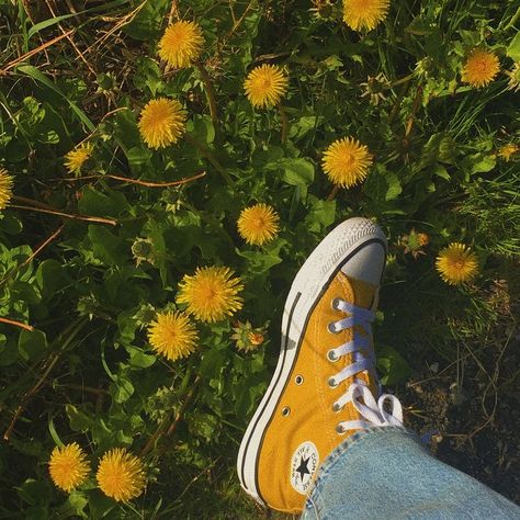 Ansley Aesthetic, Yellow Converse Aesthetic, Boty Converse, Vans Aesthetic, Cabin 7, Asian Medicine, Yellow Converse, Converse Aesthetic, Aesthetic Health