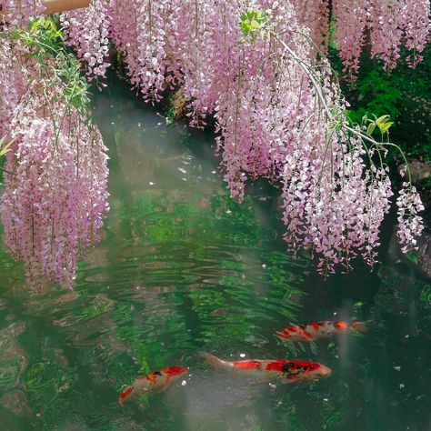 Spring Moodboard, Nothing But Flowers, Flower Therapy, Fish Swimming, Pretty Plants, Nature Aesthetic, Koi Fish, Pretty Places, Aesthetic Backgrounds