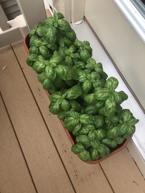 Potted Basil on Balcony Balcony Garden Aesthetic, Basil In Pots, Potted Basil, Apartment Vegetable Garden, Basil Garden, Bonsai Tree Tattoos, Balcony Gardening, Basil Plant, Minimalist Garden