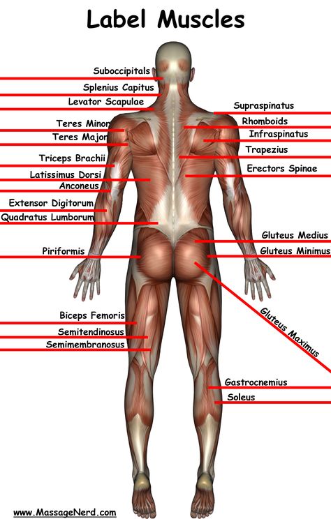 Welcome to the Information Highway of Massage Therapy! Massage Nerd is: the largest massage website with 3,500+ massage videos, 10,000+ massage pictures, 4,000+ massage test questions and so much more! Subscribe to my newsletter to keep up to date on what is happening in the massage world. If you can't find it on massagenerd, then I will find it for you! Muscle Chart, Muscle Names, Muscle Reference, Massage Therapy School, Message Therapy, Massage Pictures, Pinterest Lifestyle, Sports Massage Therapy, Massage Therapy Business