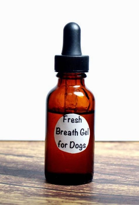 This DIY natural fresh breath gel for dogs really works at freshening breath and helping to prevent tarter on dog's teeth. Plus it's completely natural! Bad Dog Breath, Essential Oils Dogs, Dog Remedies, Dog Breath, Oils For Dogs, Dog Info, Dog Teeth, Animal Projects, Pet Hacks