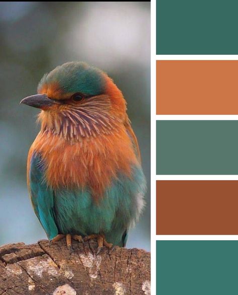 Bird Color Palette, Couleur Feng Shui, Color Mixing Chart Acrylic, Paint Color Combos, Yarn Color Combinations, Colourful Birds, Color Mixing Chart, Color Palette Challenge, Color Catalog