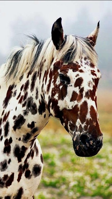 Regnul Animal, Cute Horse Pictures, Dangerous Animals, Pony Horse, Appaloosa Horses, All The Pretty Horses, Cute Animals Images, Cute Horses, Horse Life