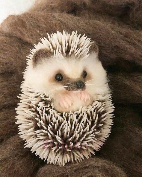 Landak Mini, Photo Animaliere, Hedgehog Pet, Cute Small Animals, Cute Hedgehog, Super Cute Animals, Pretty Animals, Silly Animals