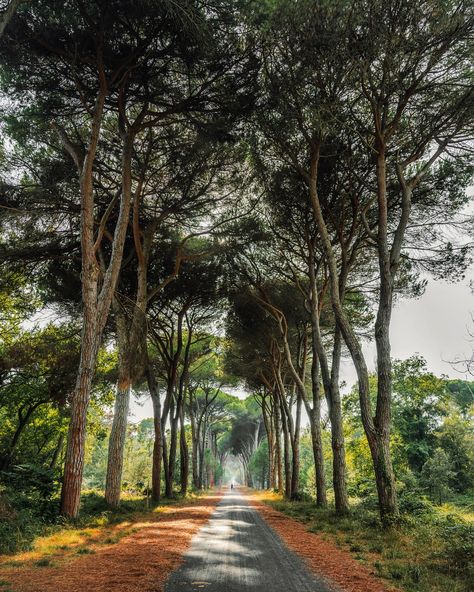 The pine forest near Pisa is known for its impressive nature and diverse fauna. The nature park is home to numerous plant and animal species, including many endemic species that are only found in this region. The main tree species is the Aleppo pine, which is known for its adaptability to the Mediterranean climate. The forest plays an important role in the ecosystem as it is a habitat for numerous bird species, including migratory birds. The nature park is protected in order to preserve the u... Mediterranean Climate, Tree Species, Migratory Birds, Nature Park, Animal Species, Pine Forest, Bird Species, Ecosystem, The Mediterranean