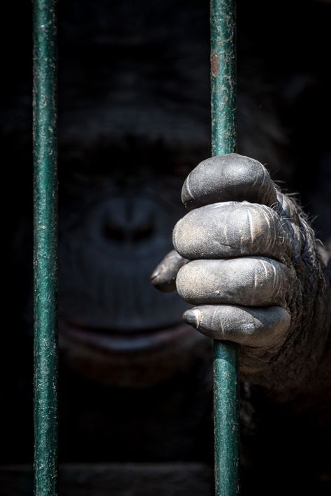 locked by René Unger on 500px Animal Conservation, Third World Countries, Why Vegan, Stop Animal Cruelty, Most Beautiful Animals, Love Animals, We Are The World, Primates, Animal Welfare