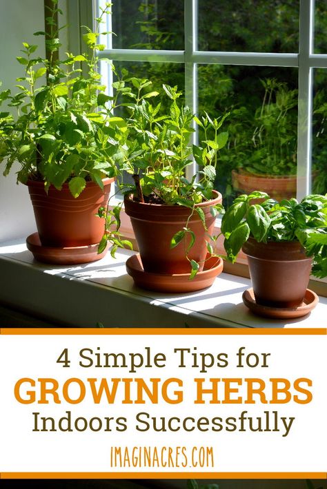 Medicinal Remedies, Windowsill Herb Garden, Vertical Herb Gardens, Window Herb Garden, Easy Herbs To Grow, Growing Herbs Indoors, Hanging Herbs, Windowsill Garden, Herb Garden In Kitchen