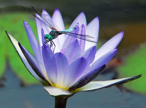 Dragonfly Photos, Gossamer Wings, Lily Lotus, Pond Life, Beautiful Bugs, Lotus Blossom, 1 Tattoo, Creepy Crawlies, Nature Conservation