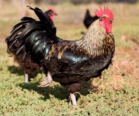 Gallic rooster - Gallic rooster, French national animal National Animals Of Countries, Gallic Rooster, Birds Pictures, Cat Fence, Chicken Owner, Backyard Flocks, National Animal, Art Camp, List Of Animals