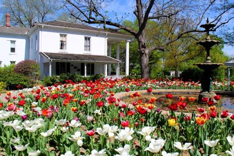 A Trip To Kansas's Neverending Tulip Field Will Make Your Spring Complete Kansas Travel, Tulip Farm, Tulip Field, Topeka Kansas, Tulip Fields, Gorgeous Flowers, Field Trips, Mead, Rock Garden