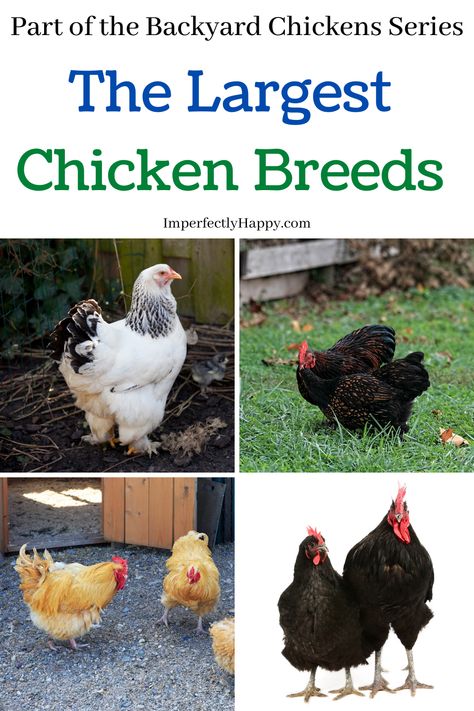 The largest chicken breeds to consider for your homestead, backyard or hobby farm. What are they good for, temperment and history? #backyardchickens Largest Chicken Breed, Farm Chickens, Laying Chickens, Raising Quail, Raising Ducks, Fancy Chickens, Backyard Poultry, Keeping Chickens, Chickens And Roosters