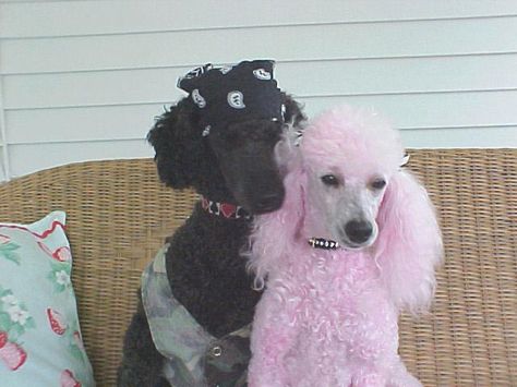 Poodle Love~ Opposites DO attract Poodle Standard, Small Poodle, Toy Poodle Puppy, Emotional Support Dog, Pink Poodle, Miniature Poodle, Standard Poodle, Cute Creatures, Funny Animal Pictures