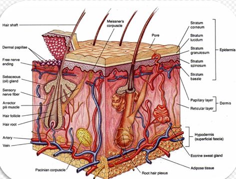 Print A&P 1 flashcards | Easy Notecards Integumentary System Project, Radiology Student, Lymph Vessels, Sensory Nerves, Integumentary System, Skin Moles, Nerve Fiber, Sweat Gland, Pulmonary Disease