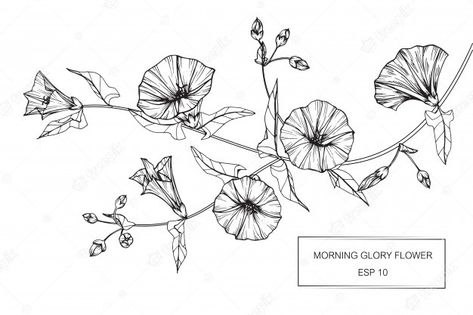 Morning Glory Flowers Drawing, Morning Glory Drawing, Morning Glory Tattoo, Flower Line Drawing, Vine Drawing, Morning Glory Flowers, Flowers Drawing, Vine Tattoos, Flower Sleeve