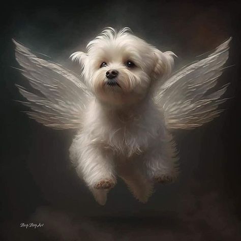 Chien Shih Tzu, Dog Angel, Fly Me To The Moon, Dog Heaven, 강아지 그림, Cute Dog Pictures, Cute Little Puppies, Maltese Puppy, Maltese Dogs