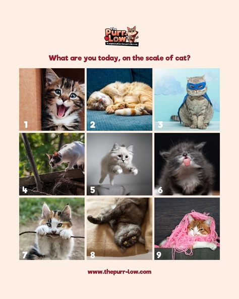 Feeling a bit grumpy or ready to conquer the world? Find out where you stand on the scale of cat meme! Share in the comments below 👇😸 Pet Travel Bag, International Cat Day, What Cat, Motivation Lifestyle, Pet Urine, Luxury Pet, Dog Biting, Like A Cat, Dog Hat